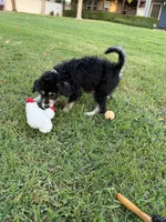 Pink/Blueberry, a female Alaskan Husky and Labradoodle for sale in Riverside, CA – 2 of 4