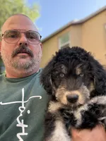 Green/Mickie Blue Eyes, a male Alaskan Husky and Labradoodle for sale in Riverside, CA – 3 of 4