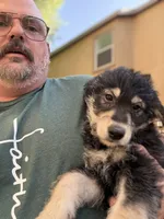 Pink/Blueberry, a female Alaskan Husky and Labradoodle for sale in Riverside, CA – 4 of 4