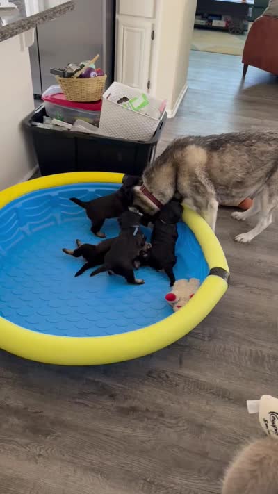 Litter of 4, a male Alaskan Husky and Labradoodle for sale in Riverside, CA – 8 of 9