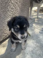Litter of 4, a male Alaskan Husky and Labradoodle for sale in Riverside, CA – 5 of 9