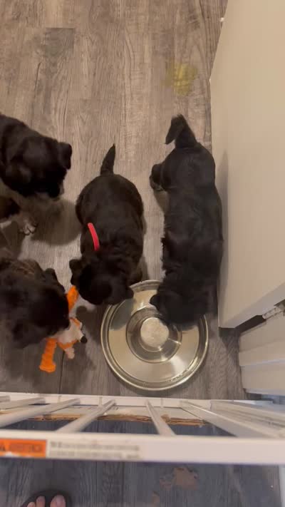 Litter of 4, a male Alaskan Husky and Labradoodle for sale in Riverside, CA – 9 of 9