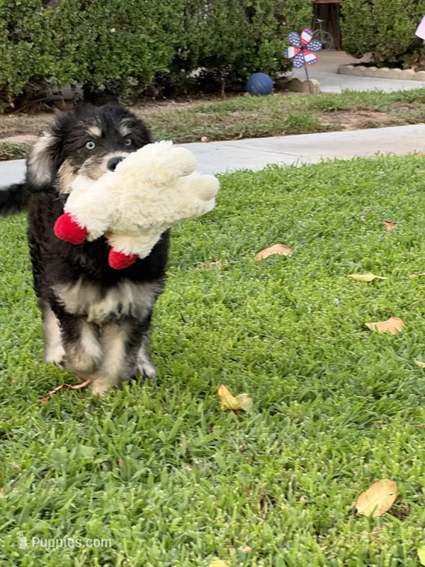 Green/Mickie Blue Eyes – Alaskan Husky, Labradoodle puppy for sale in Riverside, CA