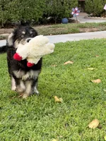 Green/Mickie Blue Eyes, a male Alaskan Husky and Labradoodle for sale in Riverside, CA – 1 of 4
