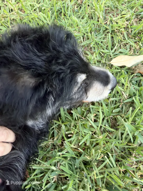 Pink/Blueberry – Alaskan Husky, Labradoodle puppy for sale in Riverside, CA