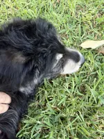 Pink/Blueberry, a female Alaskan Husky and Labradoodle for sale in Riverside, CA – 1 of 4