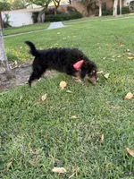 Red/Rocket, a male Alaskan Husky and Labradoodle for sale in Riverside, CA – 3 of 4