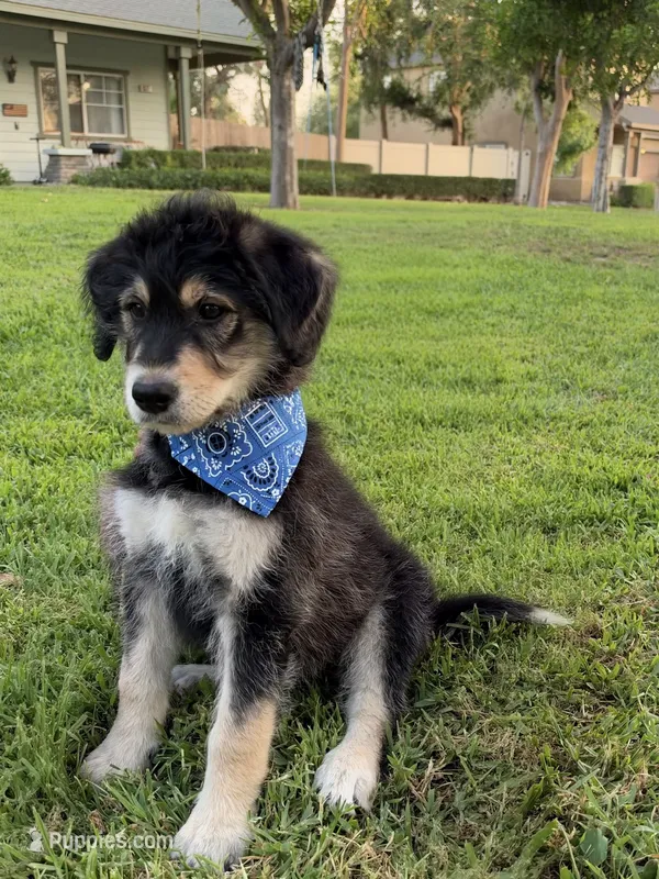 Blue/Reginald Singleton – Alaskan Husky, Labradoodle puppy for sale in Riverside, CA