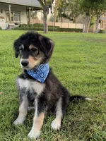 Blue/Reginald Singleton, a male Alaskan Husky and Labradoodle for sale in Riverside, CA – 1 of 4