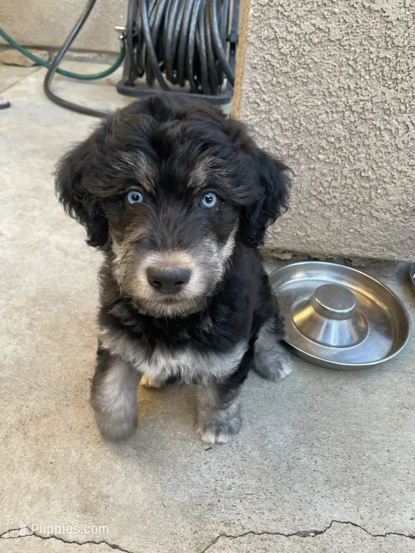 Litter of 4 – Alaskan Husky, Labradoodle puppy for sale in Riverside, CA