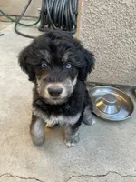 Litter of 4, a male Alaskan Husky and Labradoodle for sale in Riverside, CA – 1 of 9