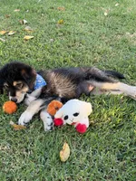 Blue/Reginald Singleton, a male Alaskan Husky and Labradoodle for sale in Riverside, CA – 2 of 4
