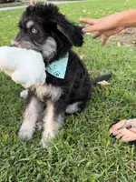 Green/Mickie Blue Eyes, a male Alaskan Husky and Labradoodle for sale in Riverside, CA – 2 of 4