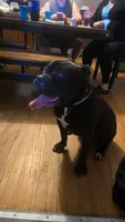 Solo, a male American Staffordshire Terrier for sale in Clarks Summit, PA – 9 of 9