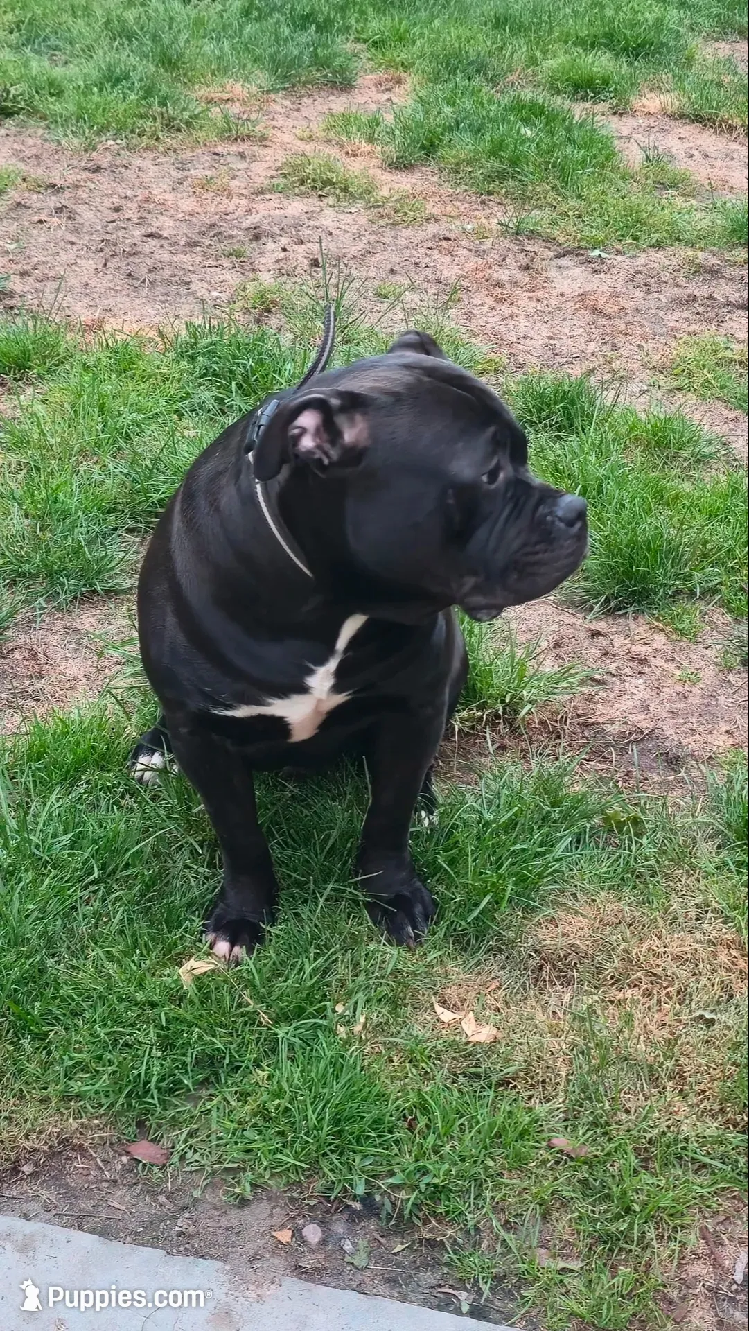 Solo, a male American Staffordshire Terrier and American Bully for sale in Clarks Summit, PA – 2 of 9