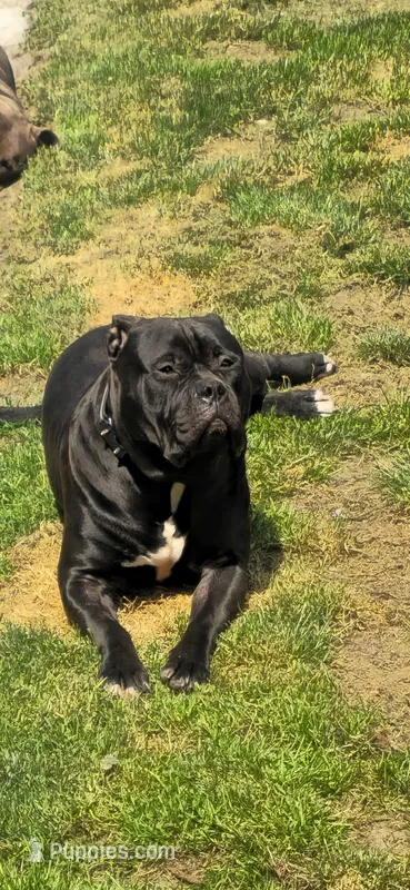 Solo – American Staffordshire Terrier puppy for sale in Clarks Summit, PA