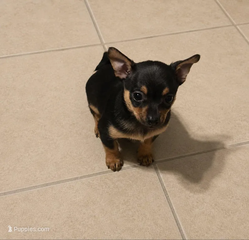 Puppygirl 1 – Chihuahua puppy for sale in Quakertown, PA