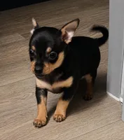 Puppygirl 2, a female Chihuahua for sale in Quakertown, PA – Photo 1 of 3