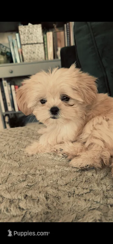 Buttercup – Shorkie puppy for sale in Gulfport, MS