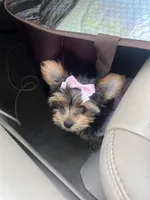 Ellie Mae, a female Yorkshire Terrier for sale in Gulfport, MS – Photo 3 of 4