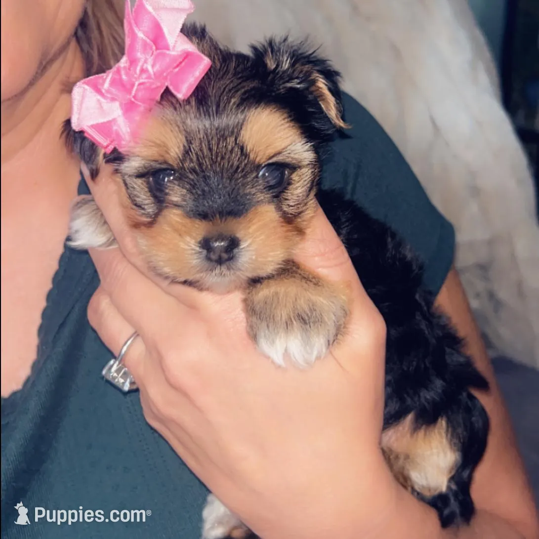 Little Bitsy, a female Yorkshire Terrier for sale in Gulfport, MS – Photo 1 of 1