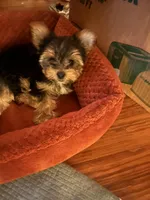 Ellie Mae, a female Yorkshire Terrier for sale in Gulfport, MS – Photo 4 of 4