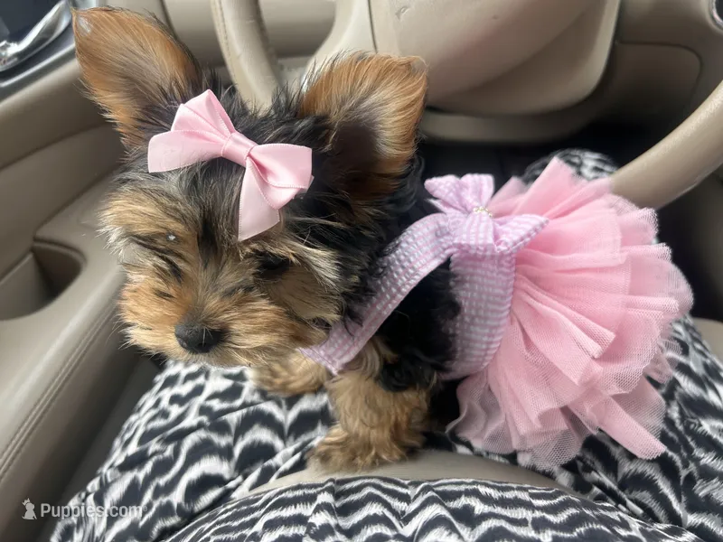 Ellie Mae – Yorkshire Terrier puppy for sale in Gulfport, MS