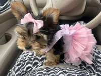 Ellie Mae, a female Yorkshire Terrier for sale in Gulfport, MS – Photo 1 of 4