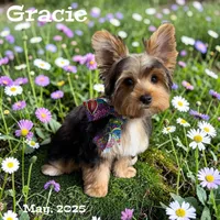Gracie, a female Yorkshire Terrier for sale in Gulfport, MS – 3 of 4