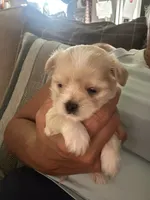 Buttercup, a female Shorkie for sale in Gulfport, MS – 4 of 4