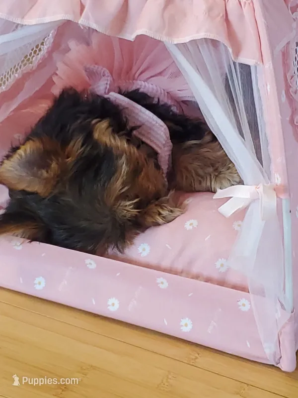 Gracie – Yorkshire Terrier puppy for sale in Gulfport, MS