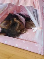 Gracie, a female Yorkshire Terrier for sale in Gulfport, MS – 1 of 4