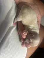 Shorkie Puppies, a female Shorkie for sale in Gulfport, MS – 5 of 9