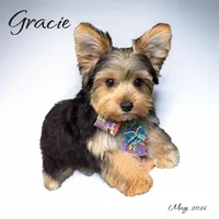 Gracie, a female Yorkshire Terrier for sale in Gulfport, MS – 2 of 4