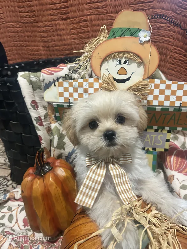 Trip – Shorkie puppy for sale in Gulfport, MS