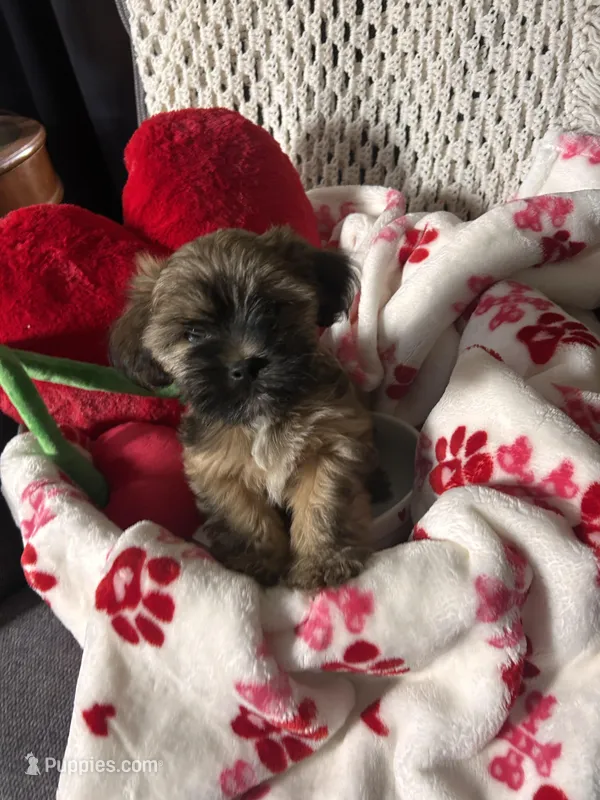 Brownie – Yorkipoo puppy for sale in Gulfport, MS