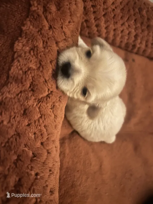 Chloe – Shorkie puppy for sale in Gulfport, MS
