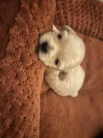 Chloe, a female Shorkie for sale in Gulfport, MS – 1 of 6