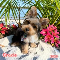 Gracie, a female Yorkshire Terrier for sale in Gulfport, MS – 4 of 4