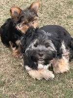 Reggie, a male Shih Tzu and Yorkshire Terrier for sale in Gulfport, MS – Photo 2 of 3