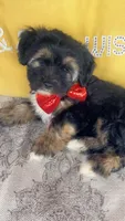 Reggie, a male Shih Tzu and Yorkshire Terrier for sale in Gulfport, MS – Photo 1 of 3