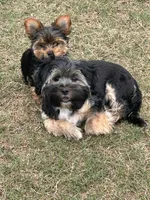 Reggie, a male Shih Tzu and Yorkshire Terrier for sale in Gulfport, MS – Photo 3 of 3