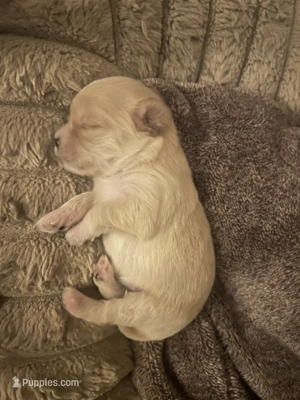 Chloe – Shorkie puppy for sale in Gulfport, MS