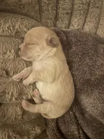 Chloe, a female Shorkie for sale in Gulfport, MS – 3 of 6