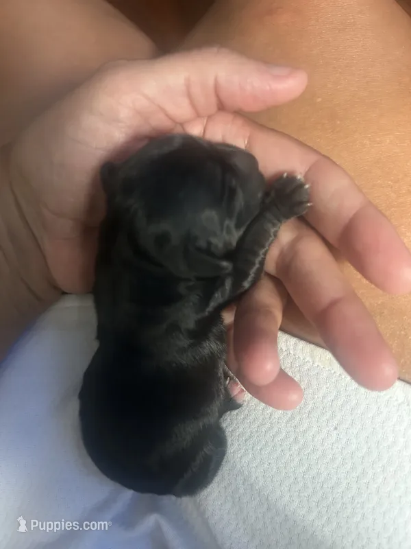 Shorkie Puppies – Shorkie puppy for sale in Gulfport, MS