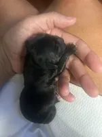 Shorkie Puppies, a female Shorkie for sale in Gulfport, MS – 1 of 9