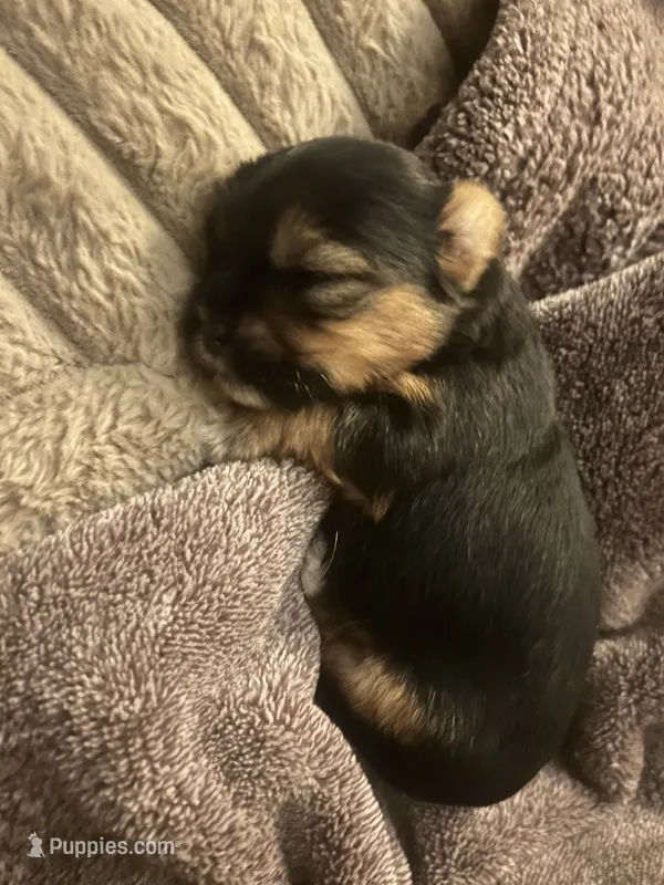 Jackson – Shorkie puppy for sale in Gulfport, MS