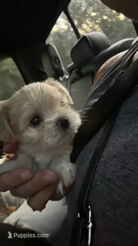Trip – Shorkie puppy for sale in Gulfport, MS
