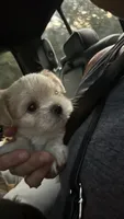 Trip, a male Shorkie for sale in Gulfport, MS – 1 of 5