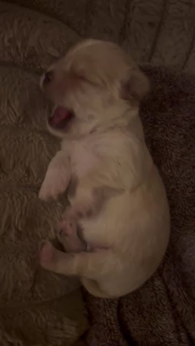 Chloe, a female Shorkie for sale in Gulfport, MS – 6 of 6